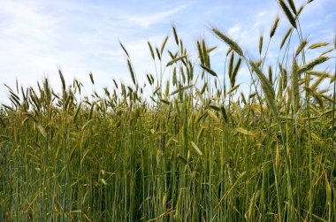 Genç yeşil çavdar seçici odak noktası kırsal alan, mavi gökyüzünün altındaki çiftlikte yumuşak buğday dokusu, tarım endüstrisi, doğa desenli arka plan..