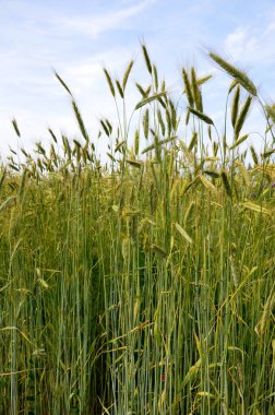 Genç yeşil çavdar seçici odak noktası kırsal alan, mavi gökyüzünün altındaki çiftlikte yumuşak buğday dokusu, tarım endüstrisi, doğa desenli arka plan..