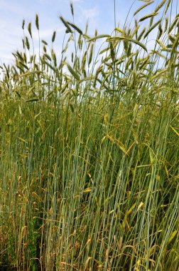 Genç yeşil çavdar seçici odak noktası kırsal alan, mavi gökyüzünün altındaki çiftlikte yumuşak buğday dokusu, tarım endüstrisi, doğa desenli arka plan..