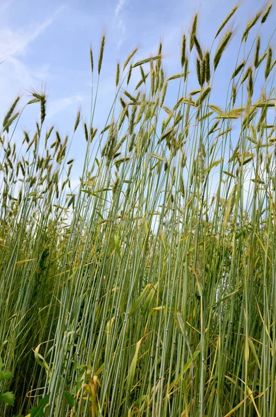 Genç yeşil çavdar seçici odak noktası kırsal alan, mavi gökyüzünün altındaki çiftlikte yumuşak buğday dokusu, tarım endüstrisi, doğa desenli arka plan..