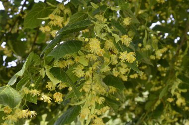 Linden ağacı çiçekleri, eczacı, doğal ilaç, şifalı bitkisel çay. Linden çiçekleri, ıhlamur çiçekleri güneşli havalarda ağaçtaki ıhlamur çiçekleri, ıhlamur, bal içeren şifalı bir bitki.