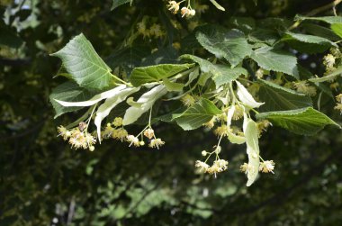 Linden ağacı çiçekleri, eczacı, doğal ilaç, şifalı bitkisel çay. Linden çiçekleri, ıhlamur çiçekleri güneşli havalarda ağaçtaki ıhlamur çiçekleri, ıhlamur, bal içeren şifalı bir bitki.