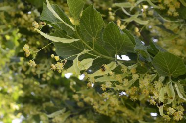 Linden ağacı çiçekleri, eczacı, doğal ilaç, şifalı bitkisel çay. Linden çiçekleri, ıhlamur çiçekleri güneşli havalarda ağaçtaki ıhlamur çiçekleri, ıhlamur, bal içeren şifalı bir bitki.
