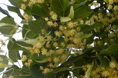 Linden ağacı çiçekleri, eczacı, doğal ilaç, şifalı bitkisel çay. Linden çiçekleri, ıhlamur çiçekleri güneşli havalarda ağaçtaki ıhlamur çiçekleri, ıhlamur, bal içeren şifalı bir bitki.