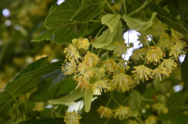 Linden ağacı çiçekleri, eczacı, doğal ilaç, şifalı bitkisel çay. Linden çiçekleri, ıhlamur çiçekleri güneşli havalarda ağaçtaki ıhlamur çiçekleri, ıhlamur, bal içeren şifalı bir bitki.