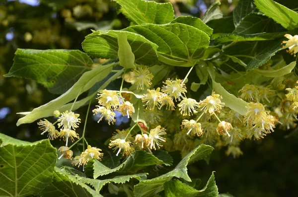 Λουλούδια Του Άνθους Linden Δέντρο Φαρμακοποιός Φυσικό Φάρμακο Επούλωση Τσάι — Φωτογραφία Αρχείου