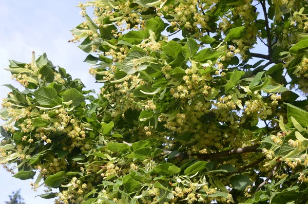 Blommor Blommor Linden Träd Apotekare Naturmedicin Läkande Örtte Linden Blommor — Stockfoto