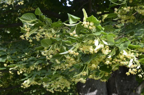 Bloemen Van Bloesem Linden Boom Apotheker Natuurlijke Geneeskunde Genezing Kruidenthee — Stockfoto