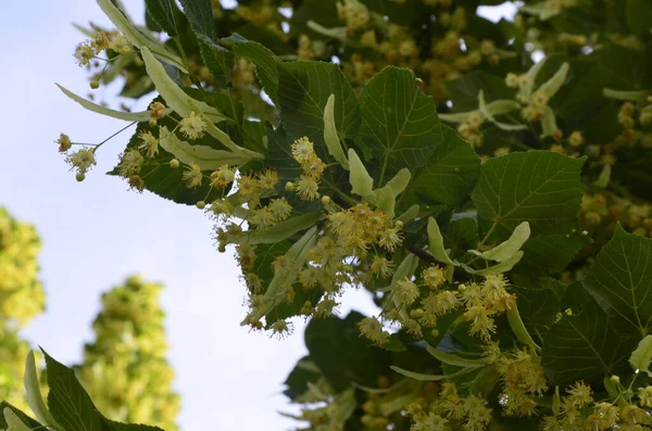 Λουλούδια Του Άνθους Linden Δέντρο Φαρμακοποιός Φυσικό Φάρμακο Επούλωση Τσάι — Φωτογραφία Αρχείου