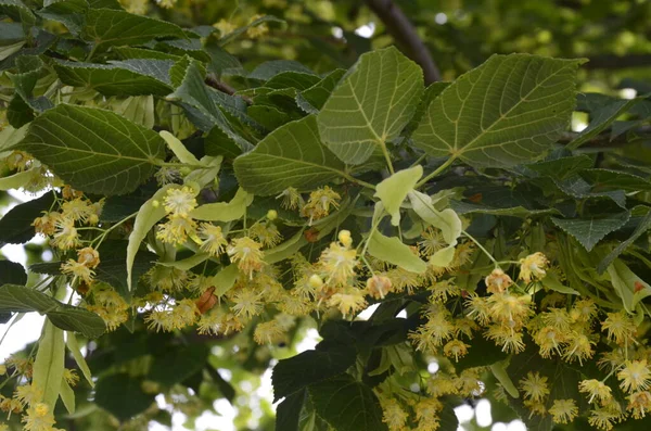 Flowers Blossom Linden Tree Apothecary Natural Medicine Healing Herbal Tea — Stock Photo, Image