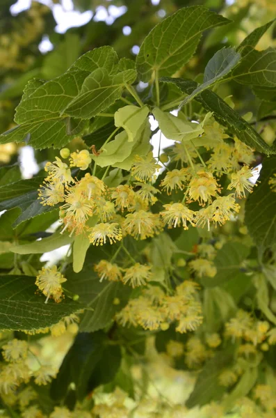 花の花リンデンの木 食前酒 自然薬 癒しのハーブティーリンデンの花 晴れた日の木のリンデンの花 リンデン 蜂蜜を持つ薬用植物 — ストック写真