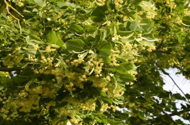 Linden ağacı çiçekleri, eczacı, doğal ilaç, şifalı bitkisel çay. Linden çiçekleri, ıhlamur çiçekleri güneşli havalarda ağaçtaki ıhlamur çiçekleri, ıhlamur, bal içeren şifalı bir bitki.