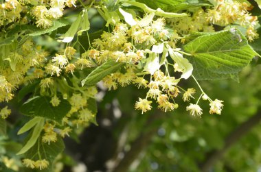 Linden ağacı çiçekleri, eczacı, doğal ilaç, şifalı bitkisel çay. Linden çiçekleri, ıhlamur çiçekleri güneşli havalarda ağaçtaki ıhlamur çiçekleri, ıhlamur, bal içeren şifalı bir bitki.