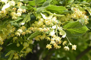 Linden ağacı çiçekleri, eczacı, doğal ilaç, şifalı bitkisel çay. Linden çiçekleri, ıhlamur çiçekleri güneşli havalarda ağaçtaki ıhlamur çiçekleri, ıhlamur, bal içeren şifalı bir bitki.