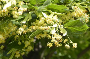 Linden ağacı çiçekleri, eczacı, doğal ilaç, şifalı bitkisel çay. Linden çiçekleri, ıhlamur çiçekleri güneşli havalarda ağaçtaki ıhlamur çiçekleri, ıhlamur, bal içeren şifalı bir bitki.