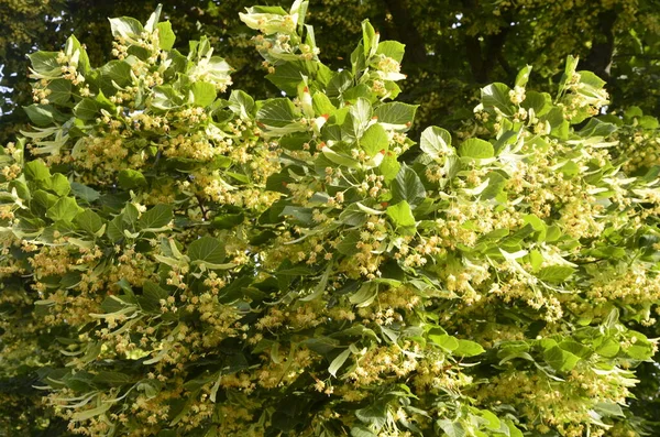 Blühende Linden Apotheke Naturheilkunde Heilkräutertee Lindenblüten Lindenblüten Auf Einem Baum — Stockfoto