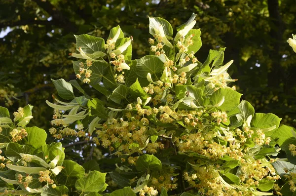 Flowers Blossom Linden Tree Apothecary Natural Medicine Healing Herbal Tea — Stock Photo, Image