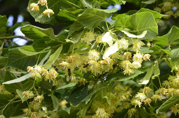 Λουλούδια Του Άνθους Linden Δέντρο Φαρμακοποιός Φυσικό Φάρμακο Επούλωση Τσάι — Φωτογραφία Αρχείου