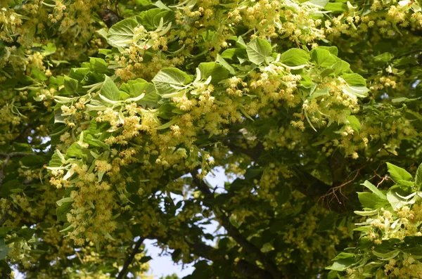 Kwiaty Lipy Aptekarz Medycyna Naturalna Lecznicza Herbata Ziołowa Kwitnie Lipa — Zdjęcie stockowe