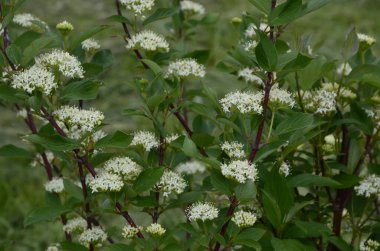 Çiçekli Cornus alba Elegantissima ya da Swidina beyazı. Beyaz yapraklı ve kırmızı dallı yeşil bu bitkinin özelliğidir. Seçici odaklanma. Tasarım için bahar teması