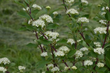 Çiçekli Cornus alba Elegantissima ya da Swidina beyazı. Beyaz yapraklı ve kırmızı dallı yeşil bu bitkinin özelliğidir. Seçici odaklanma. Tasarım için bahar teması