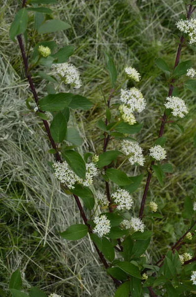 開花品種の低木Corus Alba ElgantissimaまたはSwidinaホワイト 白い葉と赤い枝を持つ緑がこの植物を特徴としています 選択的フォーカス デザインの春のテーマ — ストック写真