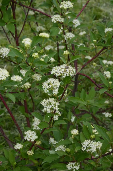 花的杂交种灌木科努斯 阿尔巴 Elegantissima或Swidina White 这种植物的特点是绿叶为白色 枝条为红色 有选择的重点 春季设计主题 — 图库照片