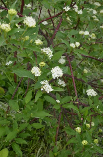 Floração Arbusto Variegado Cornus Alba Elegantissima Swidina Branco Verde Com — Fotografia de Stock