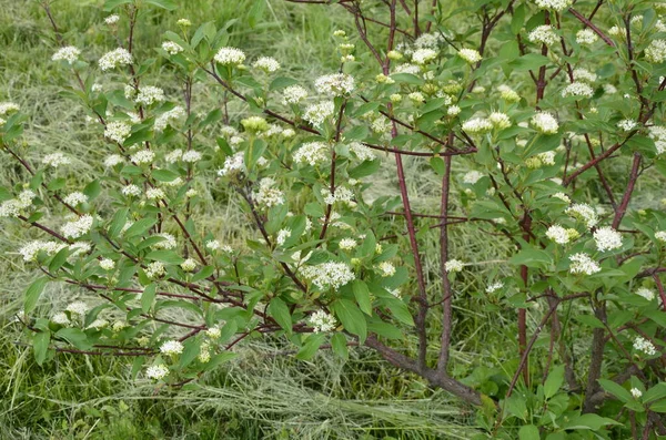 花的杂交种灌木科努斯 阿尔巴 Elegantissima或Swidina White 这种植物的特点是绿叶为白色 枝条为红色 有选择的重点 春季设计主题 — 图库照片