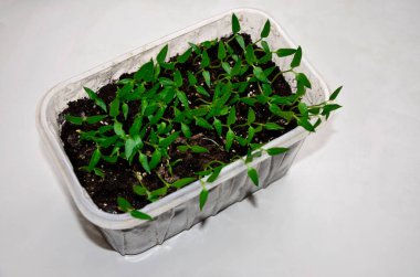 Biber fideleri yetişiyor. Şehir bahçesi için tatlı biber tohumları güneşli bir günde zemindeki bir pencerede turba kaplarında yetişiyor.