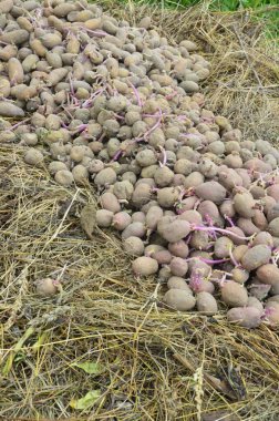 Bahçeye ekmek için patates arkaplanı. Tohum patatesleri. Bayat filizlenmiş patates. Tohum patatesleri.