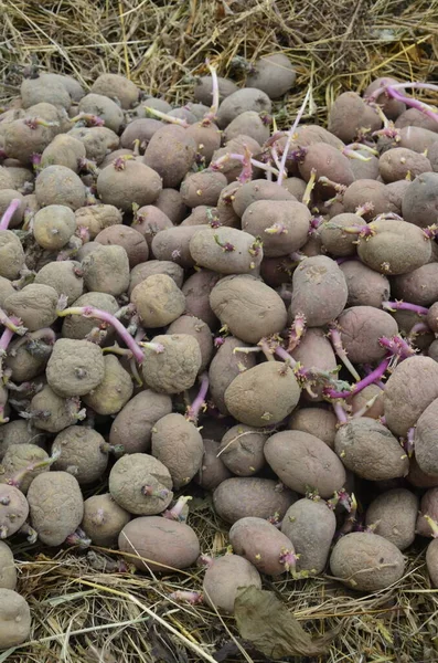 Hintergrund Der Kartoffeln Für Die Pflanzung Garten Gekeimte Saatkartoffeln Alte — Stockfoto