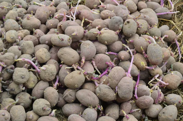 Bakgrund Potatis För Plantering Trädgården Groddad Utsädespotatis Gammal Groddad Potatis — Stockfoto