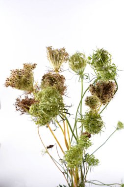 Daucus Carota olarak da bilinen güzel Kraliçe Anne 'in Danteli' nin yakın plan görüntüsü. Daucus carota çiçek açan bitki kuş yuvası, piskopos ve Kraliçe Anne 'in danteli.