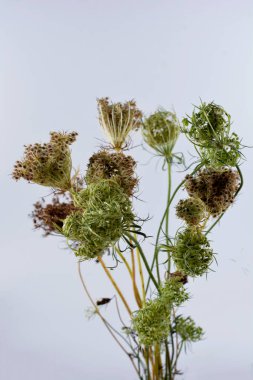 Daucus Carota olarak da bilinen güzel Kraliçe Anne 'in Danteli' nin yakın plan görüntüsü. Daucus carota çiçek açan bitki kuş yuvası, piskopos ve Kraliçe Anne 'in danteli.