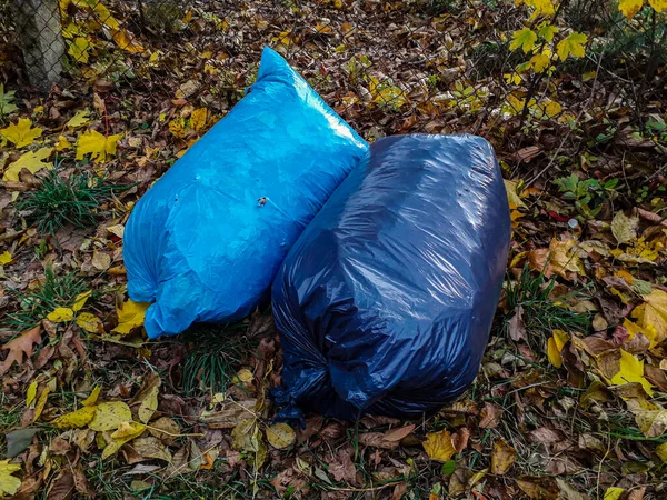 Black garbage bags filled wih leaves outside in neighborhood .Plastic bags with fallen leaves .Many black garbage bags for cleaning autumn leaves