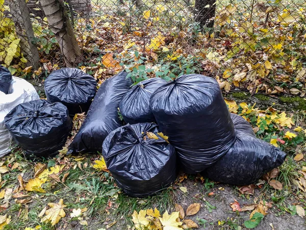 Black garbage bags filled wih leaves outside in neighborhood .Plastic bags with fallen leaves .Many black garbage bags for cleaning autumn leaves