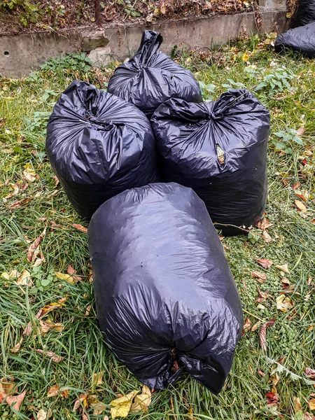 Black garbage bags filled wih leaves outside in neighborhood .Plastic bags with fallen leaves .Many black garbage bags for cleaning autumn leaves