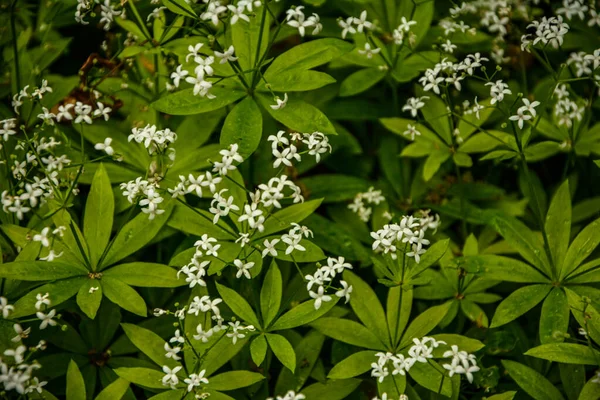 Édesített Ágyszalma Galium Odoratum Virágzik Tavaszi Erdőben Woodruff Galium Odoratum — Stock Fotó