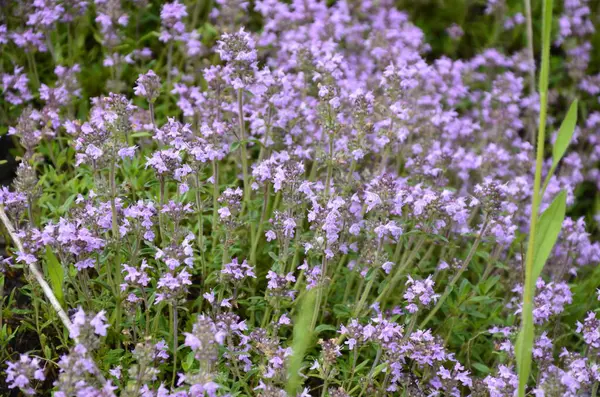 ティムス ヴァルガリスのピンクの植物の花を茶や農村部の薬として使用されています 生息地での料理の成分と香りのスパイス 花と胸腺 — ストック写真