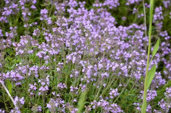 ティムス ヴァルガリスのピンクの植物の花を茶や農村部の薬として使用されています 生息地での料理の成分と香りのスパイス 花と胸腺 — ストック写真
