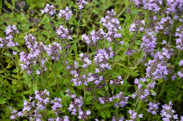 Blühender Thymus Vulgaris Rosa Pflanzenblüten Werden Für Tee Und Als — Stockfoto