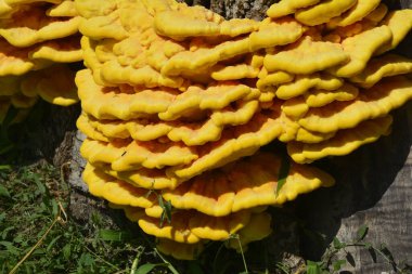 Laetiporus sülfür ya da ormanın tavuğu yenilebilir bir mantardır. Ağaç gövdesinde büyüyen orman mantarının tavuğu (Laetiporus sülfür).