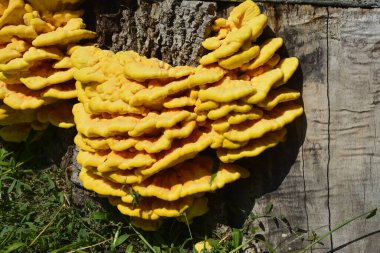 Laetiporus sülfür ya da ormanın tavuğu yenilebilir bir mantardır. Ağaç gövdesinde büyüyen orman mantarının tavuğu (Laetiporus sülfür).