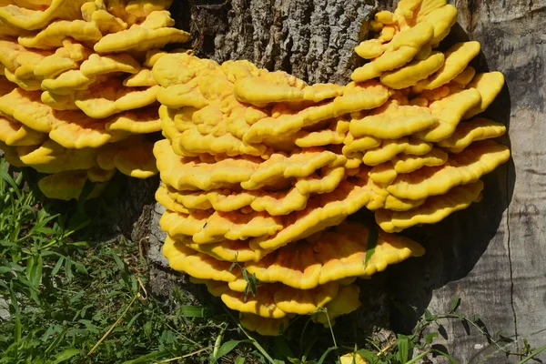 Laetiporus sulphureus or chicken of the woods is an edible mushroom.Chicken of the woods mushroom (Laetiporus sulphureus) growing on a tree trunk