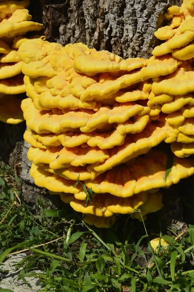 Laetiporus sulphureus or chicken of the woods is an edible mushroom.Chicken of the woods mushroom (Laetiporus sulphureus) growing on a tree trunk
