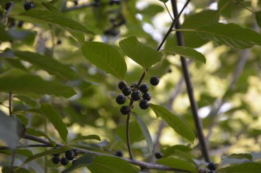 Kızılağaç boynuzu (Frangula alnus) meyveleri. Frangula alnus 'un siyah ve kırmızı dutlu dalları. Frangula alnus 'un Meyveleri .