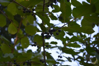 Kızılağaç boynuzu (Frangula alnus) meyveleri. Frangula alnus 'un siyah ve kırmızı dutlu dalları. Frangula alnus 'un Meyveleri .