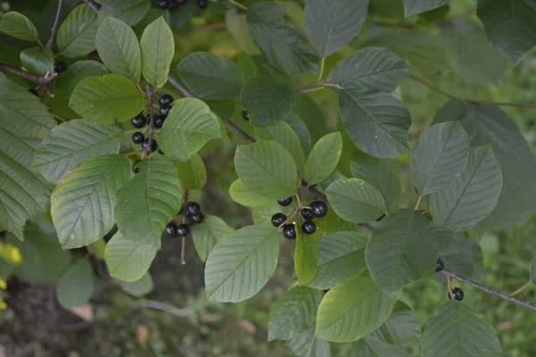 Berries Alder Buckthorn Frangula Alnus Branches Frangula Alnus Black Red — Stock Photo, Image