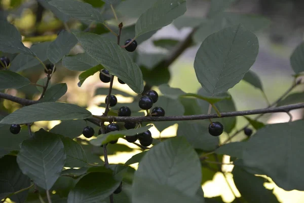 Bagas Alder Buckthorn Frangula Alnus Ramos Frangula Alnus Com Bagas — Fotografia de Stock